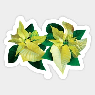 Two Yellow Poinsettias Sticker